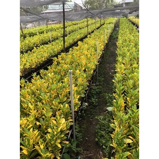 Cây vàng bạc, lá vàng