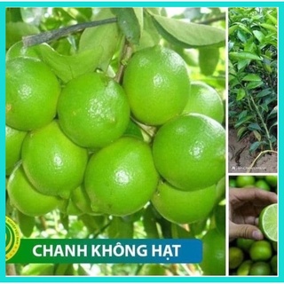 Cây giống chanh không hạt quả quanh năm