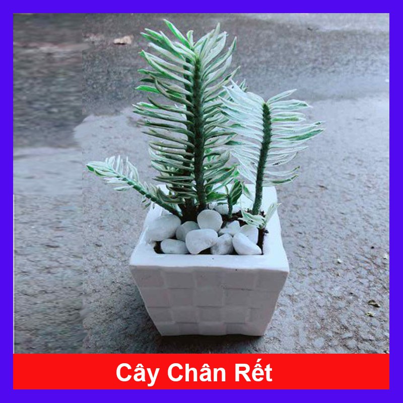 Cây Chân Rết - Cây cảnh mini + tặng phân bón cho cây mau lớn