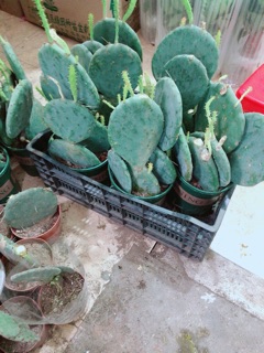 Xương Rồng Size Đại