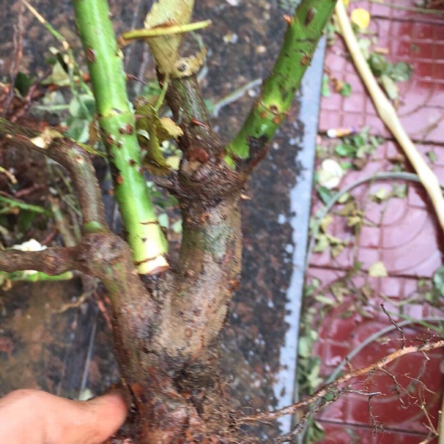 Gốc hồng của bạn tiền giang