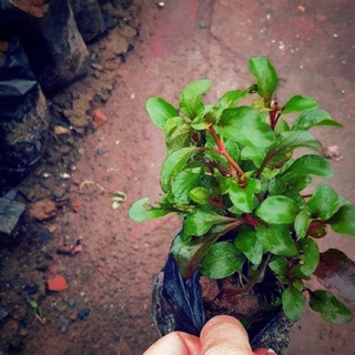 Cây giống xà lách xoong Nhật