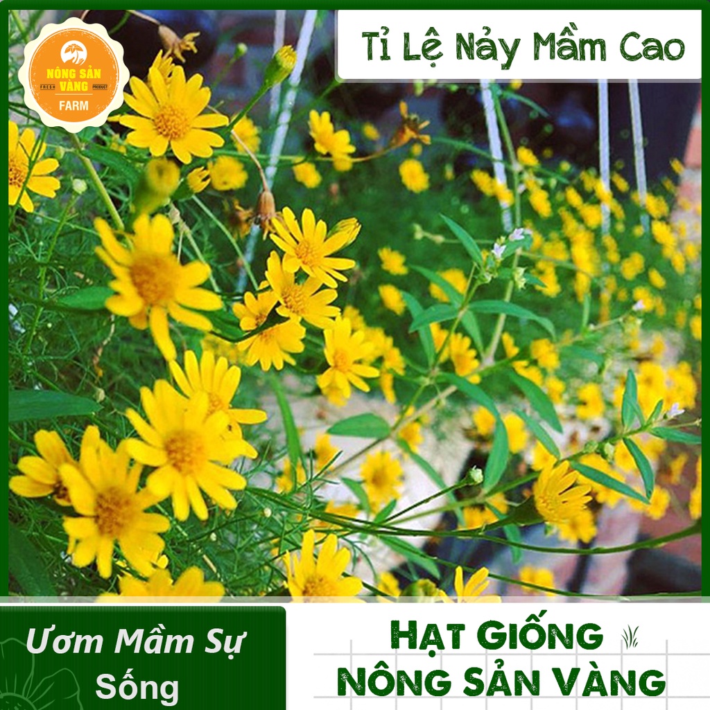 Hạt giống Hoa Cúc Sao Băng Vàng ( Gói 0,03 gram ) - Nông Sản Vàng