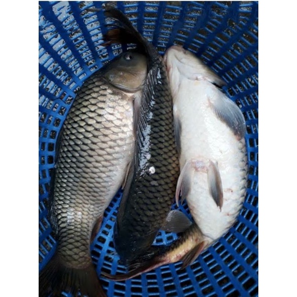 Bột tạo dẻo,bột bông tuyết, tạo kết dính cho mồi cầu đơn, đài, lancer , siêu kết dính 100gam .