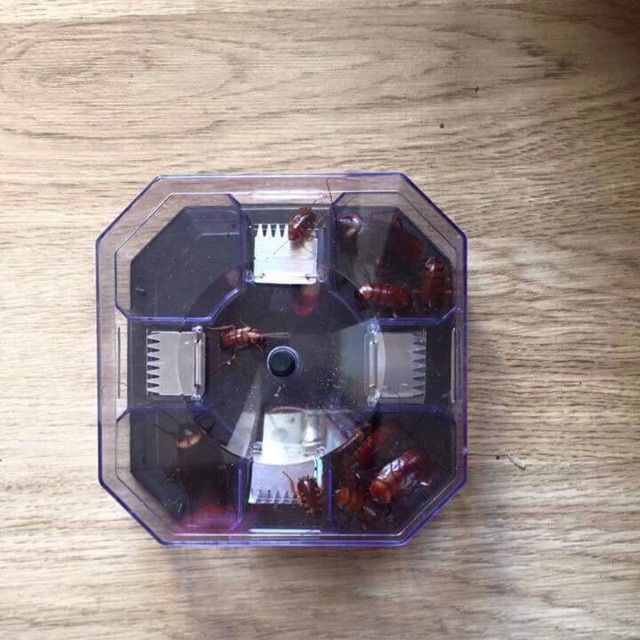 Máy bắt gián