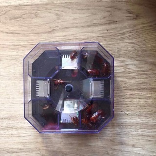 Máy bắt gián