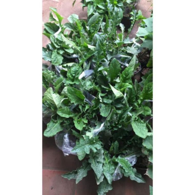 Hoa đồng tiền khóm to sẵn nụ , cây đẹp, giống chuẩn