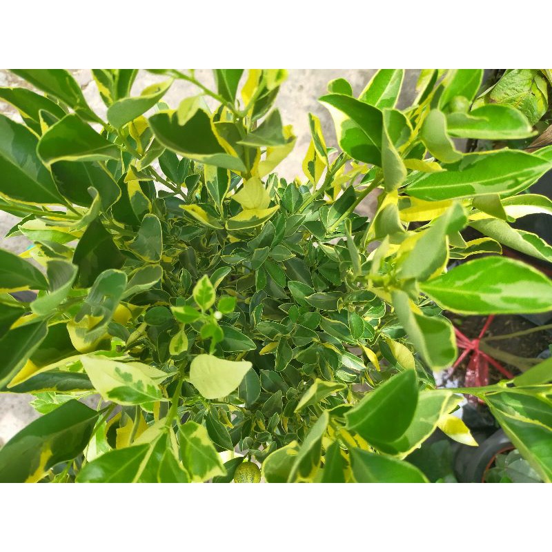 Cây tắc cẩm thạch đang trái - cây đẹp phong thủy tốt - trái ăn được - cây cao 60-70cm {hình thật} - giao hỏa tốc hcm