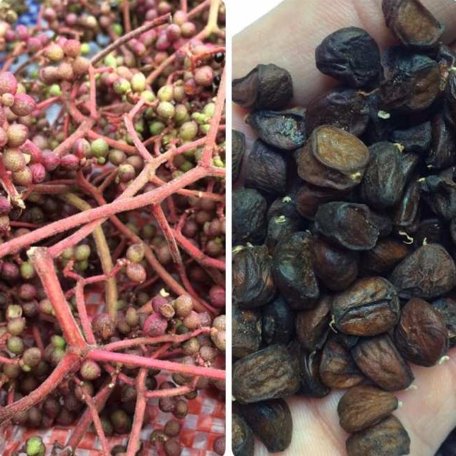 Dùng thử hạt dổi, hạt mắc khén cho xem chất lượng | BigBuy360 - bigbuy360.vn