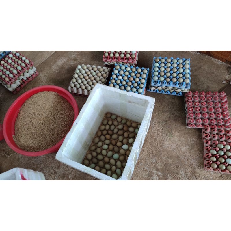 100 Trứng chim trĩ đỏ (trứng ăn)