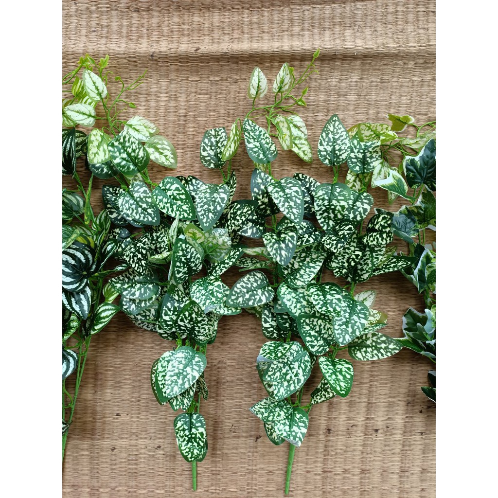 Cụm cành trầu bà chuyên dụng trang trí tường và ngoài vườn giống thật 99%