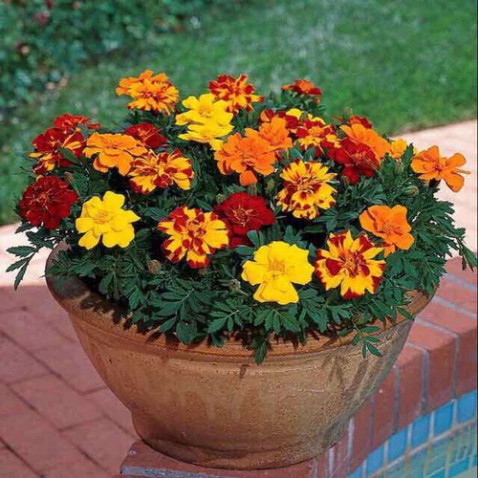 Hạt Giống Hoa Vạn Thọ Pháp (gói 150 hạt, tặng phân)