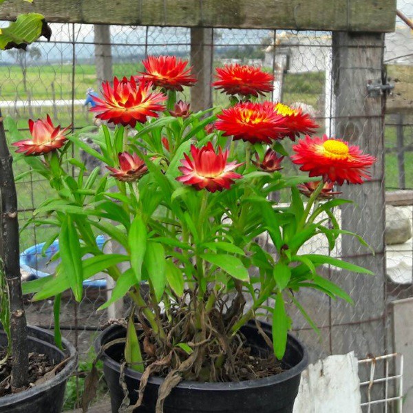 Hạt giống hoa cúc bất tử F1 Loại mix nhiều màu dễ trồng dễ chăm sóc hoa nở đẹp [ Gói 50gram,100gram,200gram]