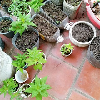 3 cây hoa mồng gà màu như hình