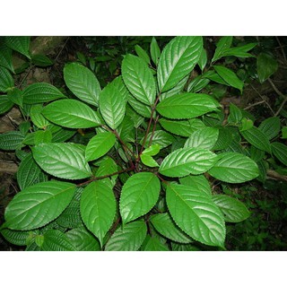 cây nhội giống (cây cơm nguội vàng giống)