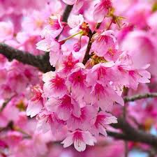 Hạt giống hoa anh đào NHẬT