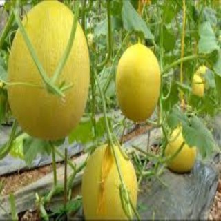 HẠT GIỐNG DƯA LƯỚI VÀNG GÓI 10 HẠT