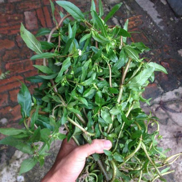 500gr cỏ mực hay cỏ nhọ nồi tươi