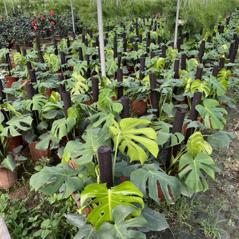 Cây trầu bà Monstera size trưởng thành leo cột bản lá to, cây cảnh phong thủy nội thất mang đến phú quý