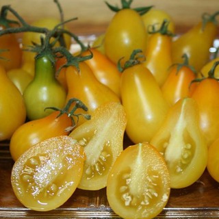 Hạt giống cà chua quả trái lê vàng 30 hạt (TẶNG gói kích thích hỗ trợ hạt nảy mầm)