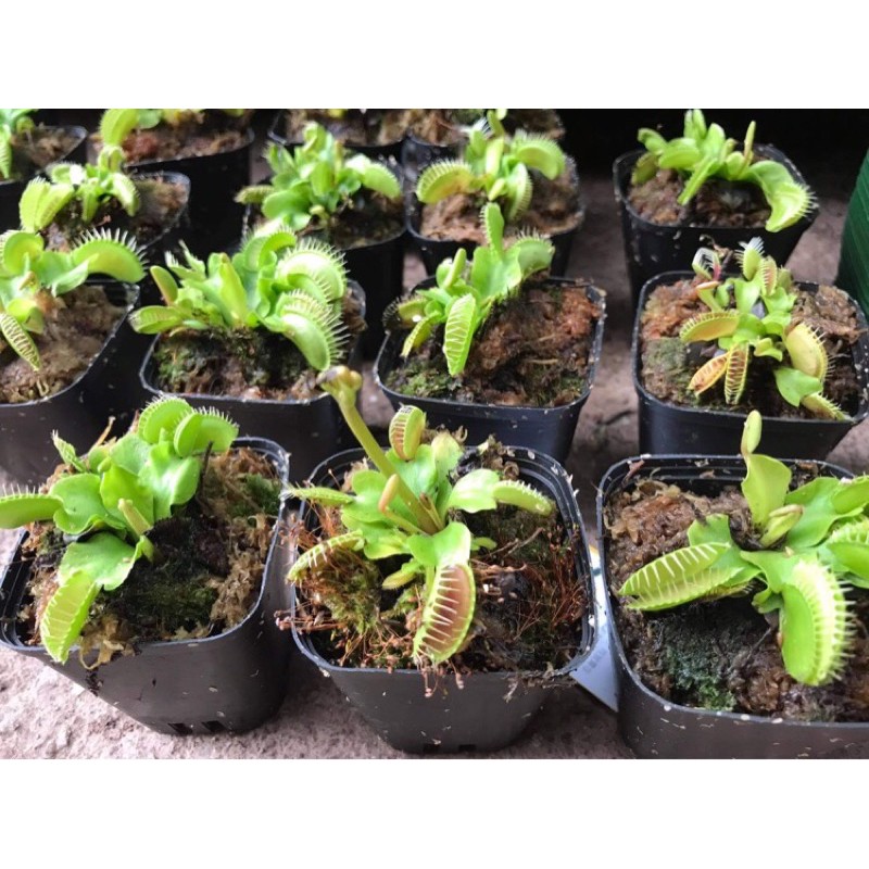 |FREESHIP| CÂY BẪY KẸP ĐỘC NHẤT VÔ NHỊ VENUS FLYTRAP | Lỗi 1 đổi 1