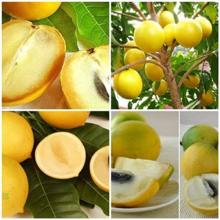Vú sữa hoàng kim- 8 tháng cho quả- cây giống nhập khẩu