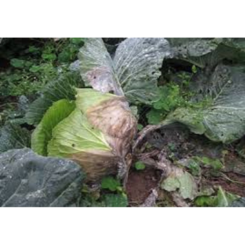 Vimancoz 80WP  đặc trị nấm bệnh phổ rộng, thán thư, ghẻ sẹo, thối nhũn...