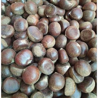 cây giống hạt dẻ