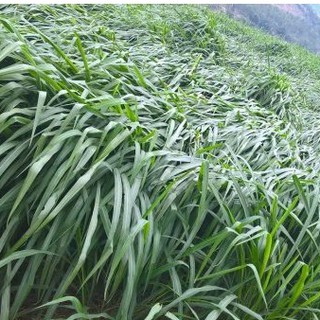 Hạt Giống Cỏ Sả lá lớn (100g)