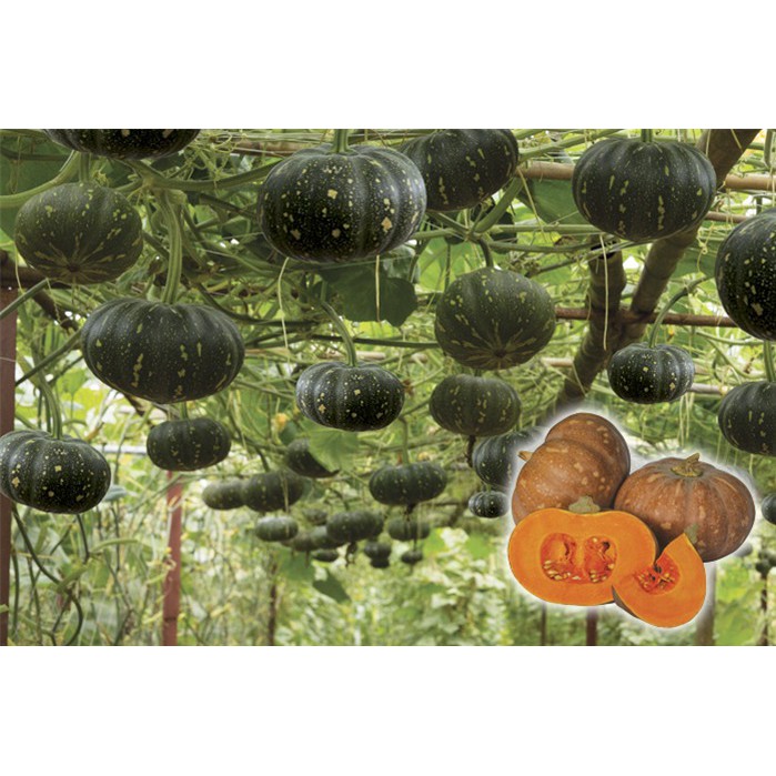 Hạt giống bí đỏ cao sản