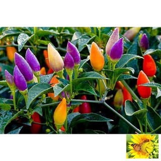 Hạt giống Ớt ngũ sắc (20 hạt)