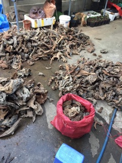 Lũa Thô Trang Trí Hồ Cá Thuỷ Sinh Phong Cách Nature- 59k/kg