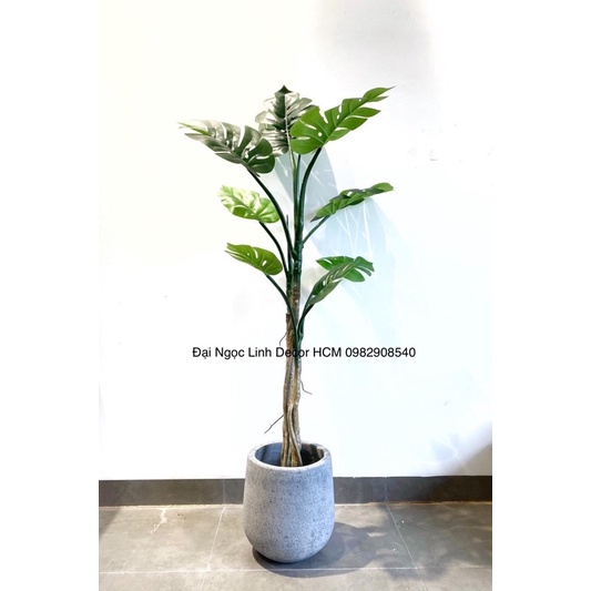 Cây trầu bà thân leo 1,5m