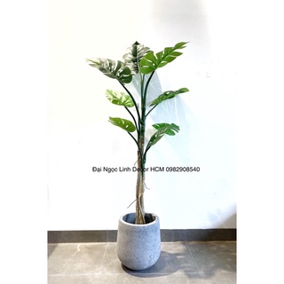 Cây trầu bà thân leo 1,5m