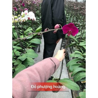 Combo 3 cây lan