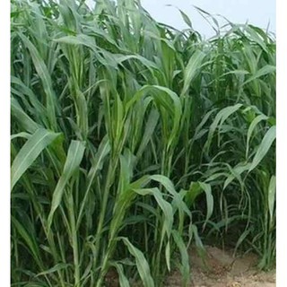 100 gram Hạt giống cỏ chăn nuôi - cỏ ngô cây mập - cỏ sudan