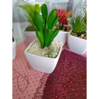 Cây mini để bàn(cây giả?