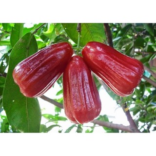 Cây giống mận An Phước trái đỏ, ngọt- Cây ghép ổn định, nhanh trái- Hoa kiểng THfarm- Cây chuẩn giống