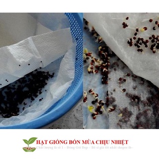 Hạt giống dâu tây vàng 50h