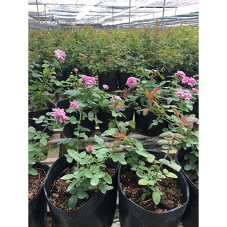 Hồng bụi kinda Blue Rose tím