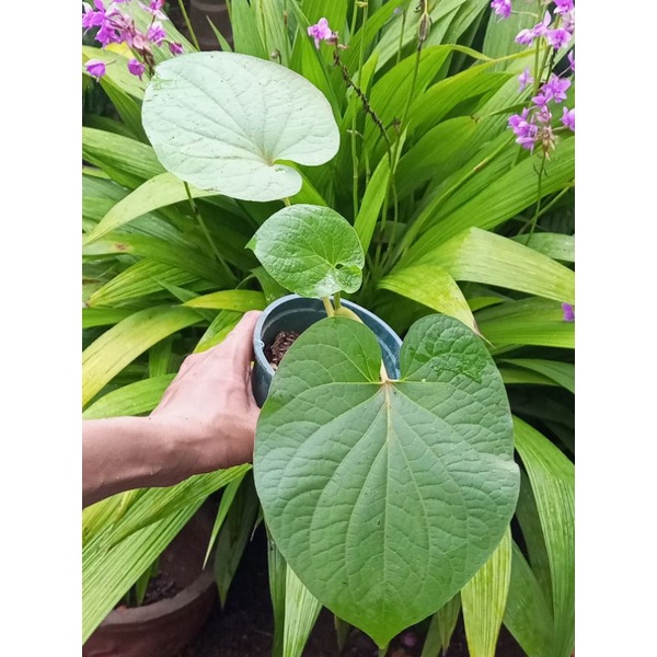 Cây dỗi ăn lá, lá thơm mùi tinh dầu như hạt dổi, ăn kèm rất ngon