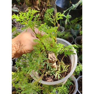 Cây đinh lăng giống