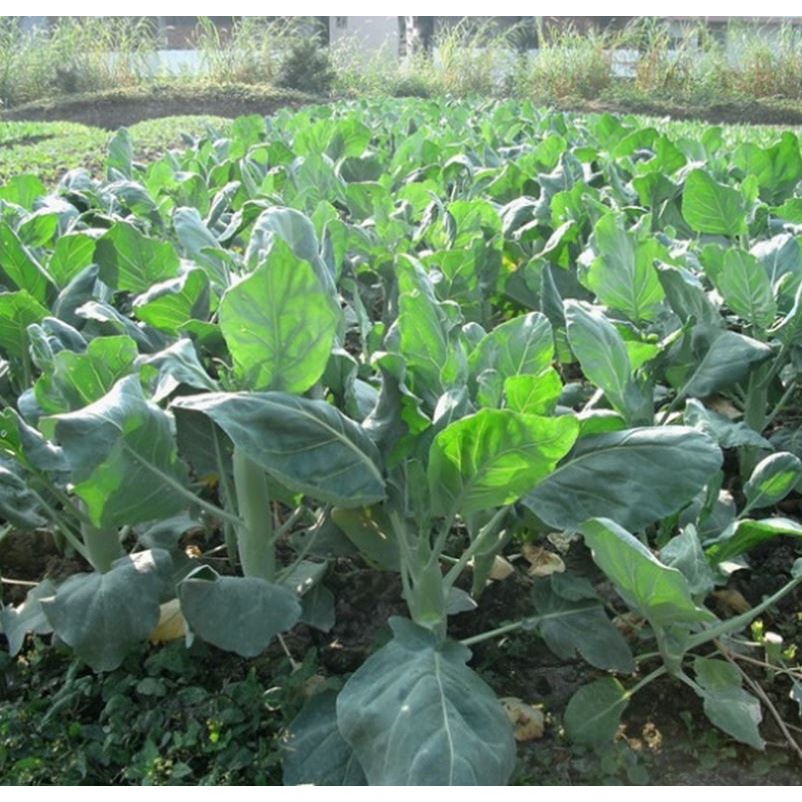 2000 Hạt Giống Cải Làn Thân To - Rau Cải Ngồng