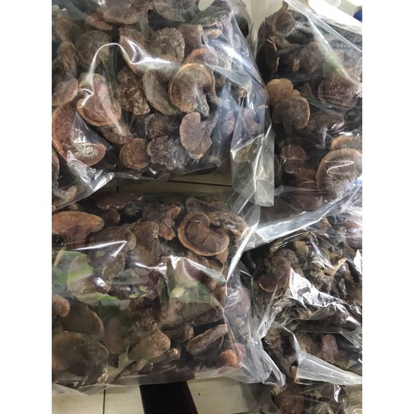 Nấm lim xanh rừng Quảng Nam