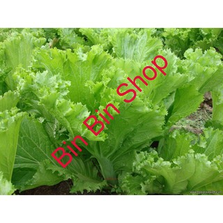 HẠT GIỐNG CẢI BẸ MÀO GÀ