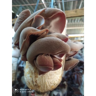 Phôi nấm Mộc nhĩ - (01 kiện 06 bịch nấm)