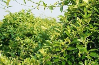 1 kg Dây thìa canh trị tiểu đường