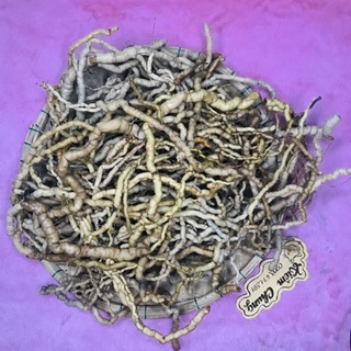 Ba kích tím rừng