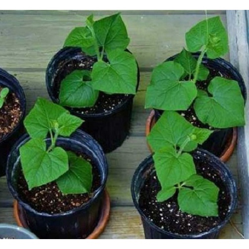 HẠT GIỐNG DƯA LEO GAI TRẮNG CAO SẢN F1 SIÊU QUẢ