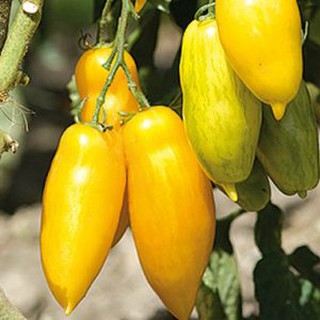 Hạt giống cà chua chuối tặng kích mầm